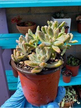 Graptosedum 'Francesco Baldi